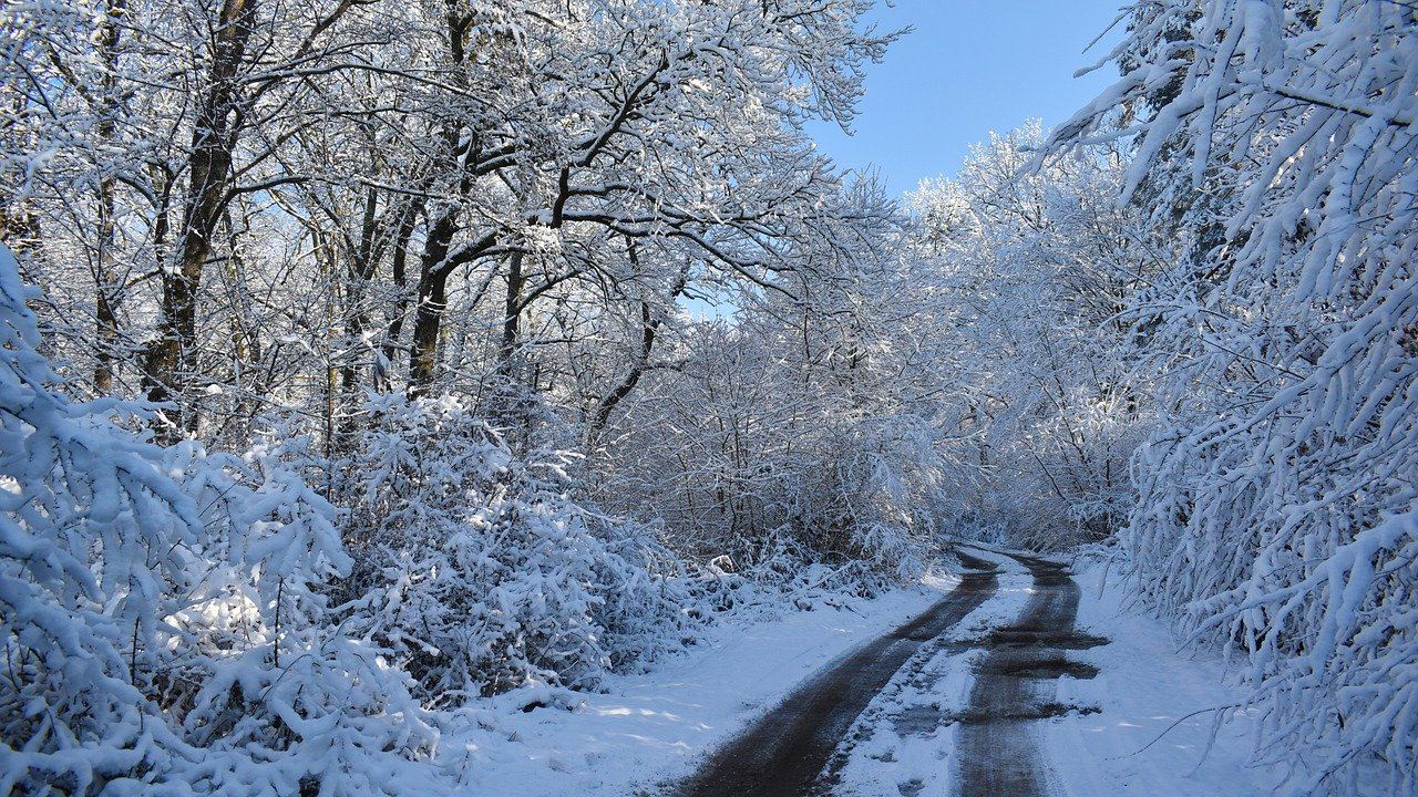 Photo of a road lined with trees covered in heavy snow